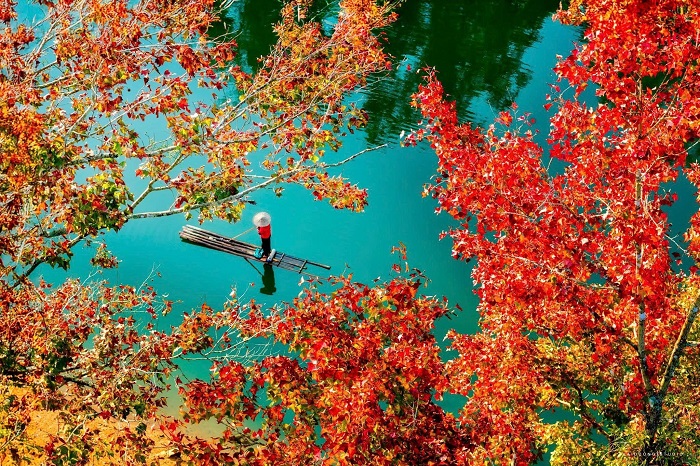 Mùa lá đỏ hồ Bản Viết Cao Bằng báo hiệu mùa đông đã tới