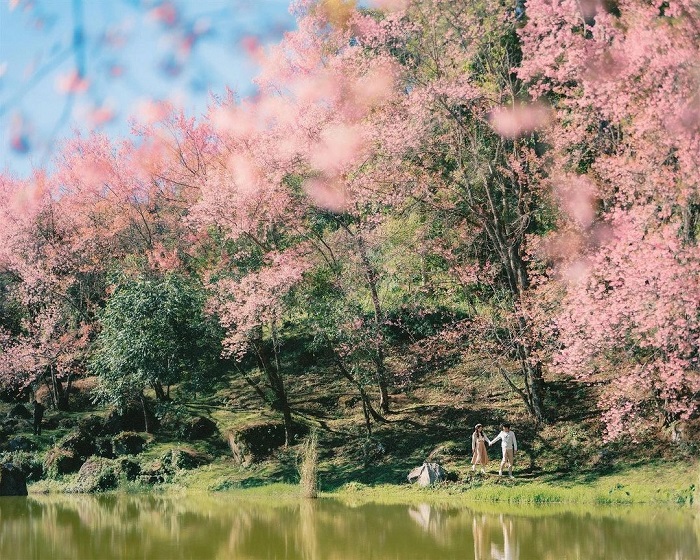 Cuối tháng 12 tới tháng 1, hoa đào nở rực rỡ trong Vườn Quốc gia Doi Inthanon Thái Lan