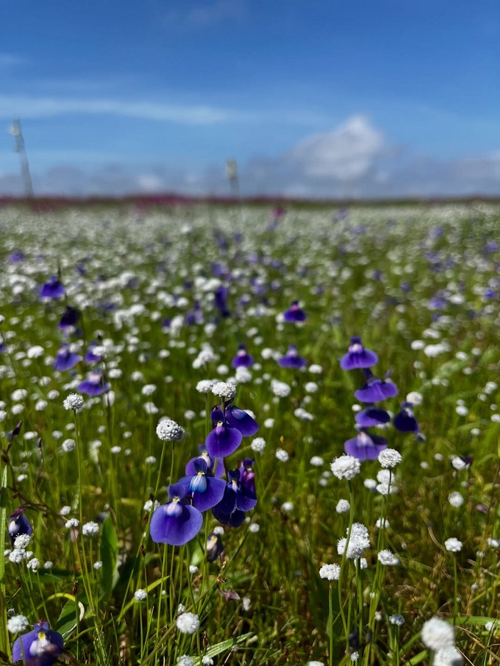 Kaas Plateau là một trong những cánh đồng hoa đẹp nhất châu Á nằm ở Ấn Độ