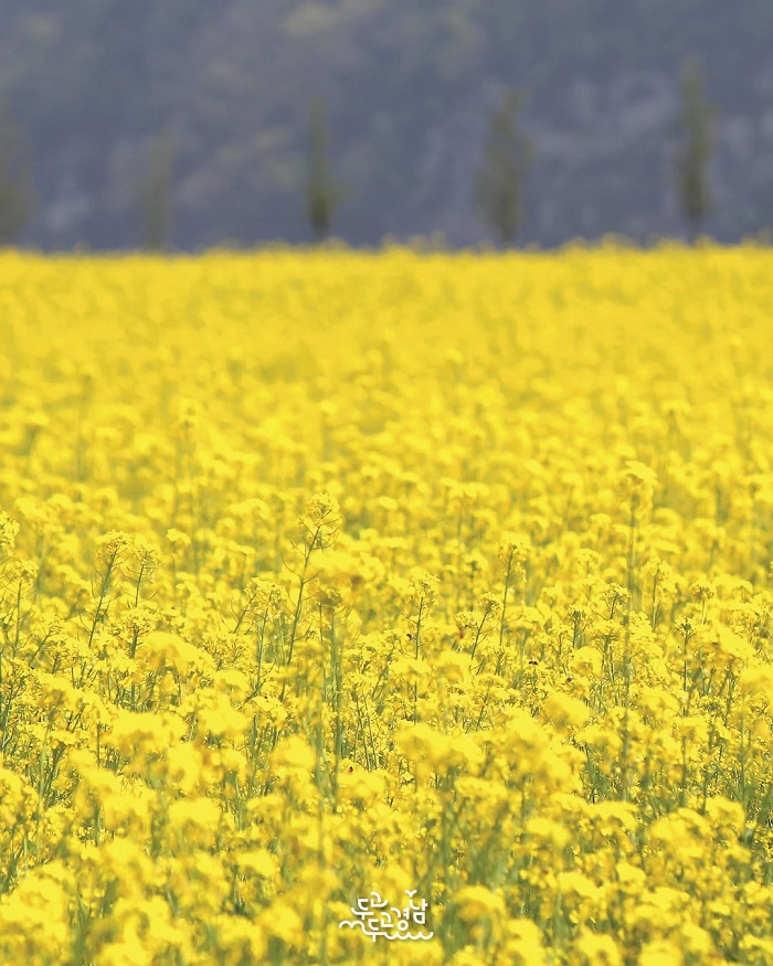 Cánh đồng hoa cải Namji là một trong những cánh đồng hoa đẹp nhất châu Á nằm ở Hàn Quốc