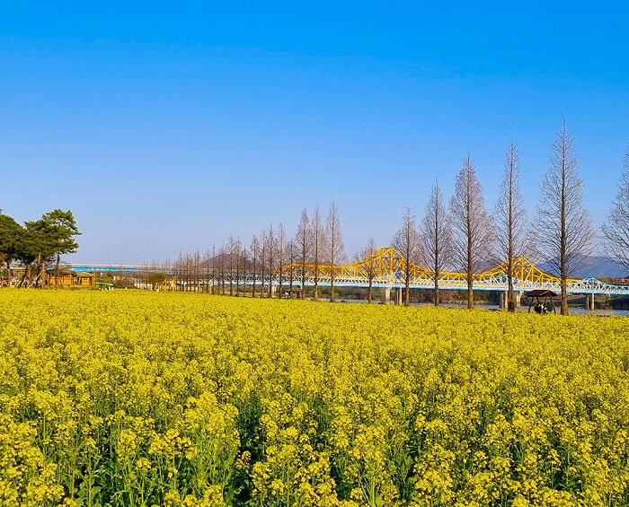 Cánh đồng hoa cải Namji là một trong những cánh đồng hoa đẹp nhất châu Á mà bạn nên khám phá