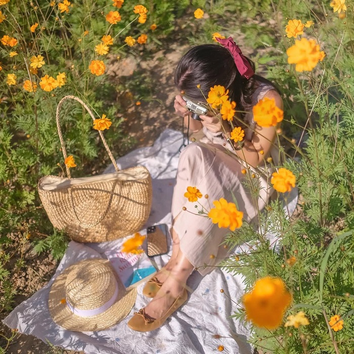 Jim Thompson Farm là một trong những cánh đồng hoa đẹp nhất châu Á nằm ở Thái Lan