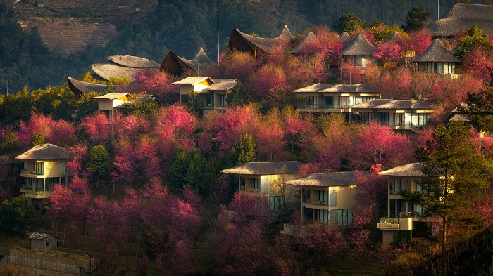 Khung cảnh hết nước chấm khi bước vào mùa hoa tớ dày Mù Cang Chải