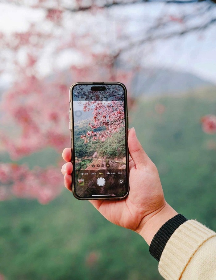 Một mùa hoa tớ dày Mù Cang Chải lại đang đến