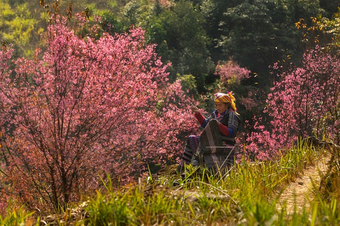Bạn có thể đi ngắm mùa hoa tớ dày Mù Cang Chải bằng bất kỳ phương tiện nào