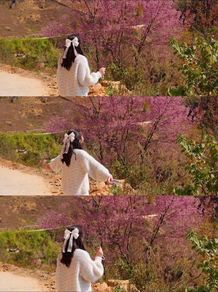 Bạn có thể thuê xe máy để ngắm mùa hoa tớ dày Mù Cang Chải