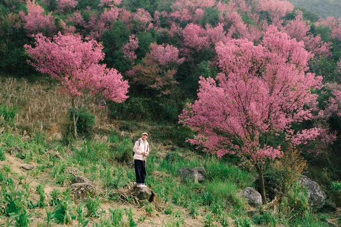 Mùa hoa tớ dày Mù Cang Chải ở La Pán Tẩn hút khách