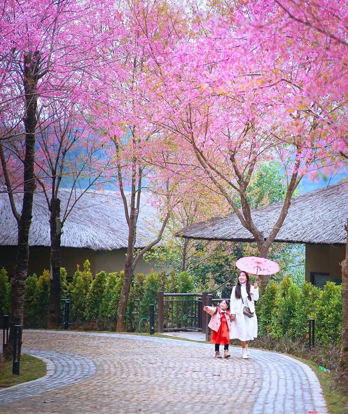 Mùa hoa tớ dày Mù Cang Chải khiến núi đồi Tây Bắc thêm lãng mạn