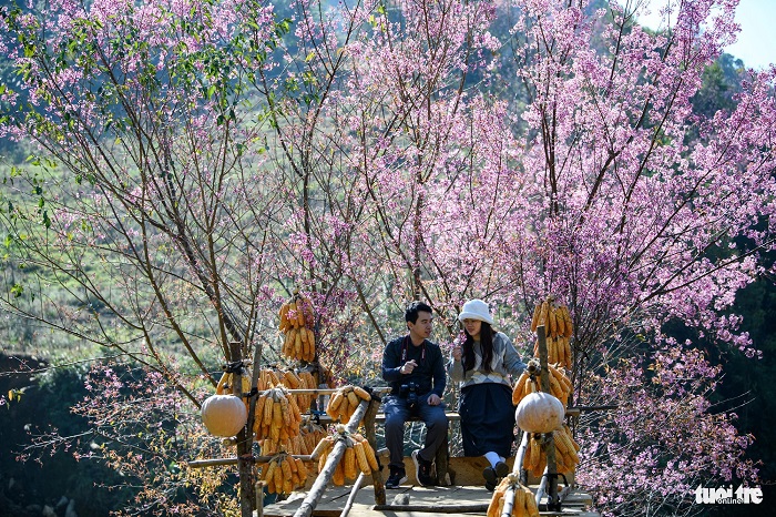 Mùa hoa tớ dày Mù Cang Chải thường nở vào dịp cuối năm