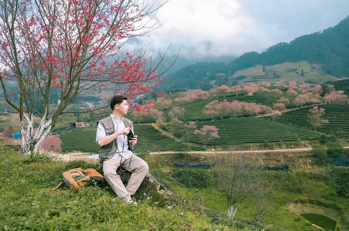 Đồi chè Ô Quy Hồ vừa lãng mạn, vừa tràn đầy sức sống cùng Mùa ngân hạnh ở Sa Pa