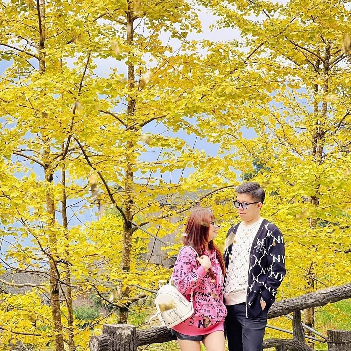 Bạn có thể tới mùa ngân hạnh ở Sa Pa bằng bất kỳ phương tiện nào