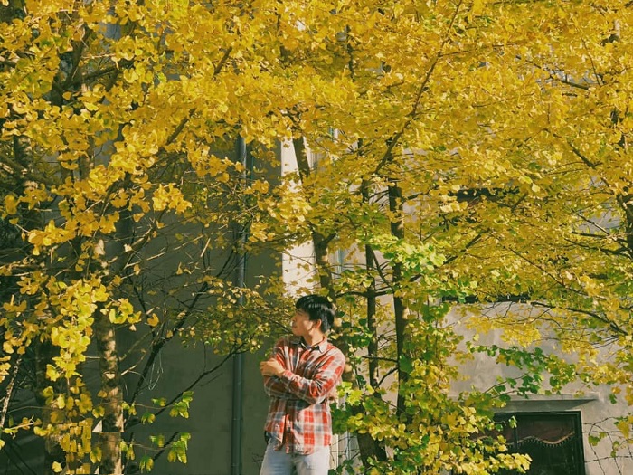 Mùa ngân hạnh ở Sa Pa đẹp như xứ Hàn