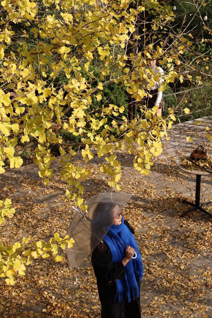 Mùa ngân hạnh ở Sa Pa với sắc vàng đặc trưng