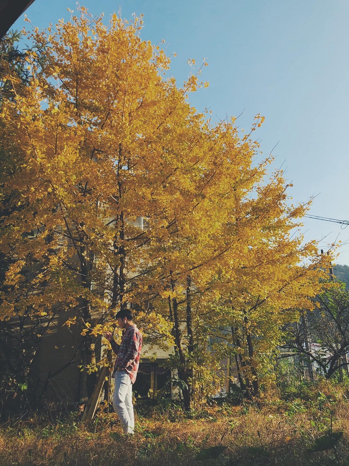 Lạc vào chốn cổ tích với mùa ngân hạnh ở Sa Pa