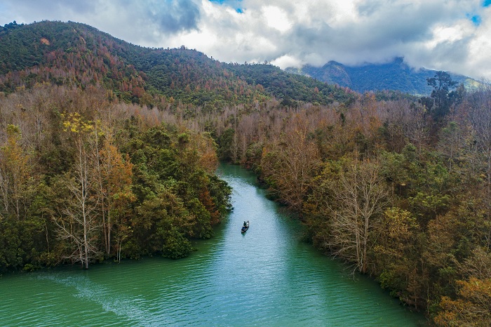 Rừng phong Khe Sanh Quảng Trị cách trung tâm tỉnh tầm 70km