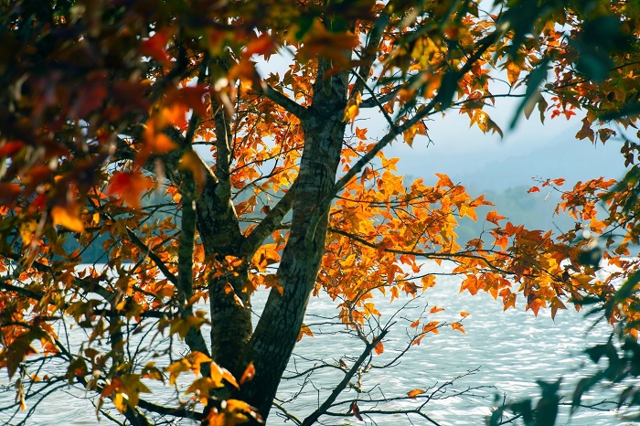 Khung cảnh lãng mạn tại rừng phong Khe Sanh Quảng Trị