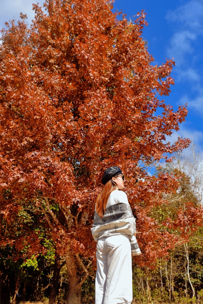 Còn chần chờ gì nữa mà không ghé rừng phong Khe Sanh Quảng Trị ngay nào