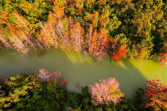 Rừng phong Khe Sanh Quảng Trị chuyển đỏ mỗi dịp cuối năm
