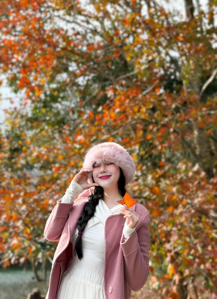 Rừng phong Khe Sanh Quảng Trị mang vẻ đẹp bình yên