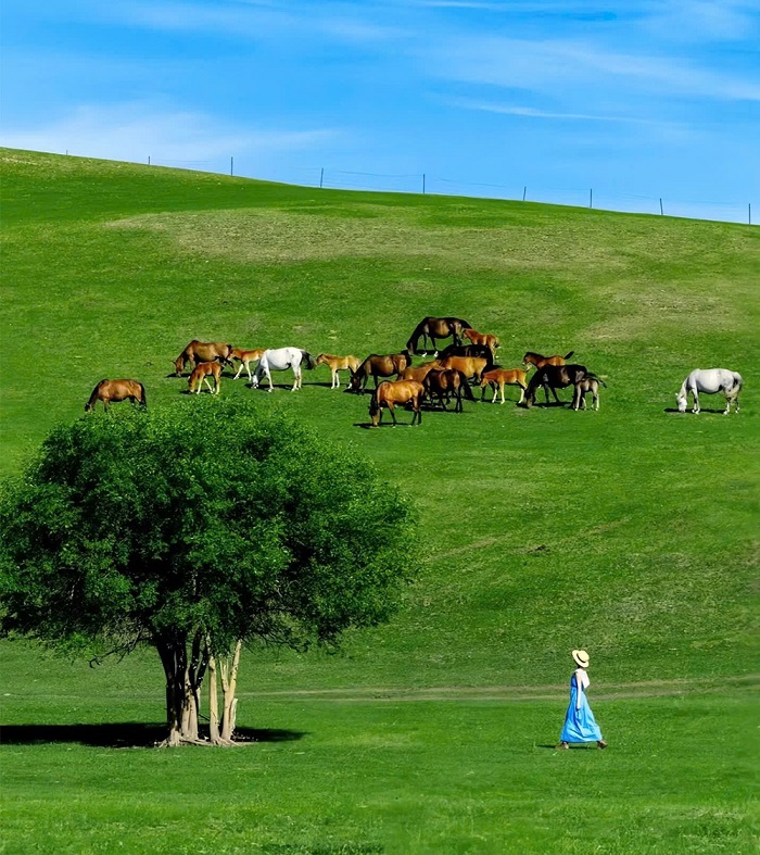 Hulunbuir là một trong những thảo nguyên đẹp nhất Trung Quốc diện tích rộng lớn