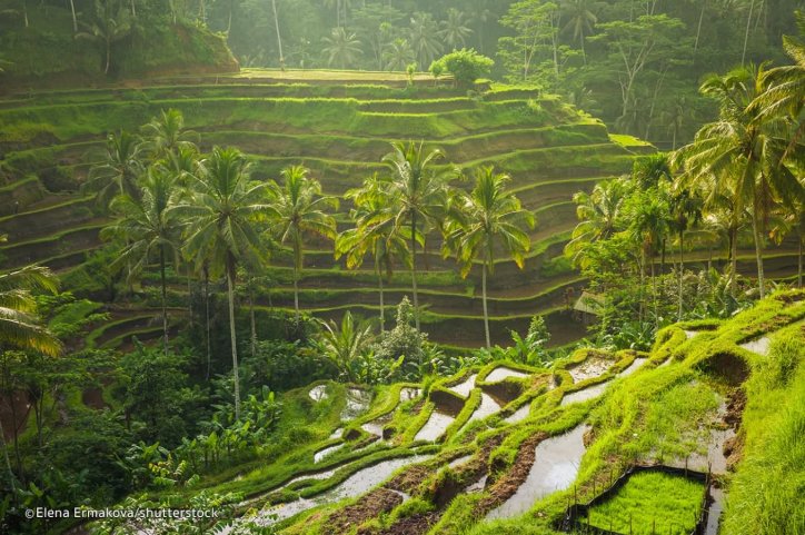 Làng Tegallalang Rice Terraces ở Ubud nổi tiếng với những cảnh đẹp của cánh đồng lúa liên quan đến Subak.