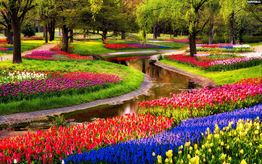 muôn hoa khoe sắc trong công viên ở Ámterdam