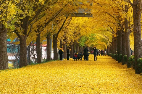 Cảnh sắc mùa thu Hàn Quốc ở Asan Gingko Tree Road