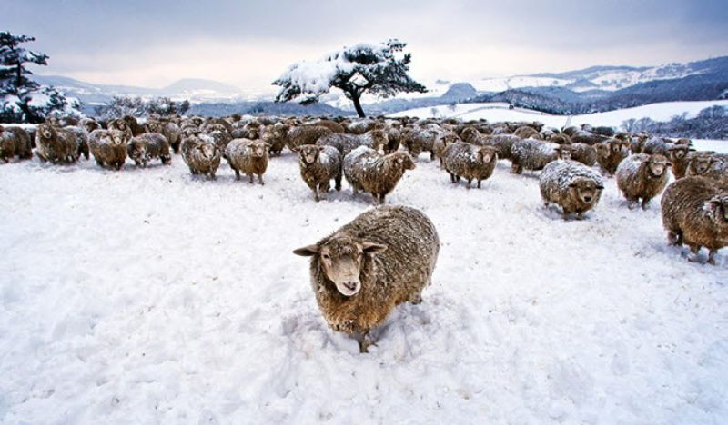 Ghé thăm Daegwallyeong, trang trại cừu đẹp nhất Hàn Quốc
