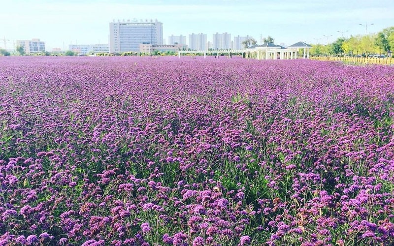 Th&agrave;nh phố Kim Xương nhuộm m&agrave;u oải hương khi h&egrave; tới