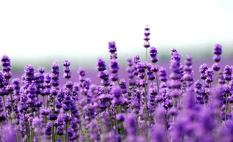 Th&agrave;nh phố Kim Xương nhuộm m&agrave;u oải hương khi h&egrave; tới