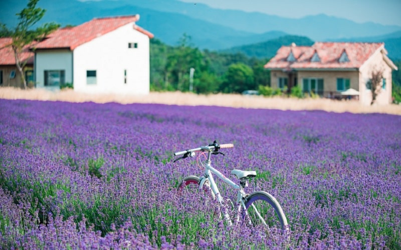 Th&agrave;nh phố Kim Xương nhuộm m&agrave;u oải hương khi h&egrave; tới