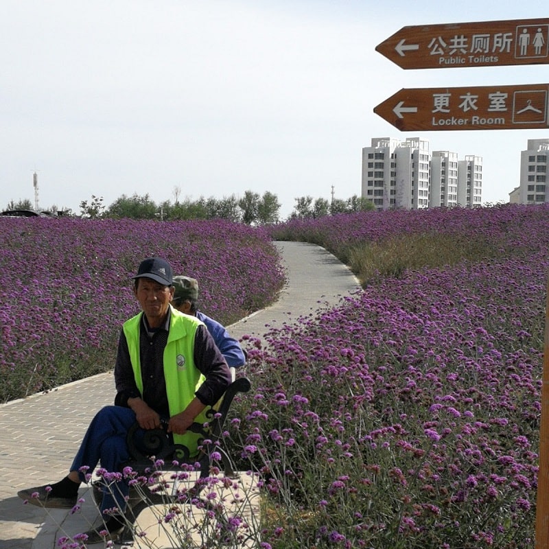 Th&agrave;nh phố Kim Xương nhuộm m&agrave;u oải hương khi h&egrave; tới