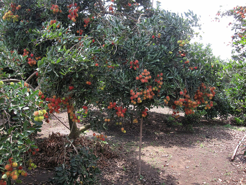 Vườn trái cây nằm ở thác Đá Hàn