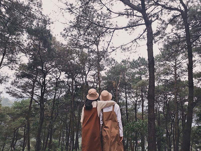 rừng thông ở Việt Nam 