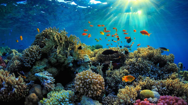 bẻ san hô ở Côn Đảo 