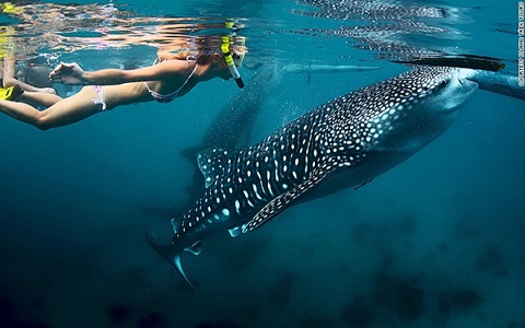 Bơi với cá mập voi