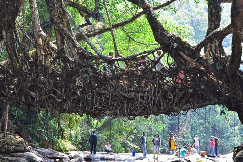 Cầu treo từ rễ cây ở Ấn Độ như trong một câu chuyện cổ tích