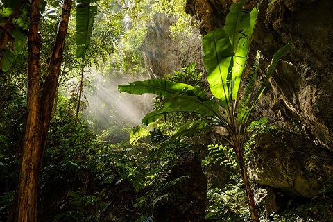 rừng nhiệt đới bên trong hang Sơn Đoòng