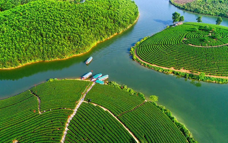 đảo chè Thanh Chương