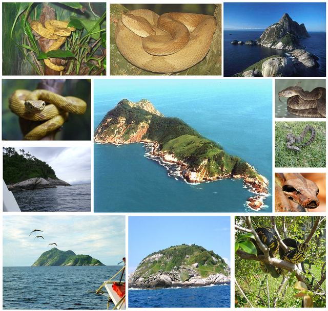 Top 7 hòn đảo Rắn đẹp nhất thế giới | dongquangphuong