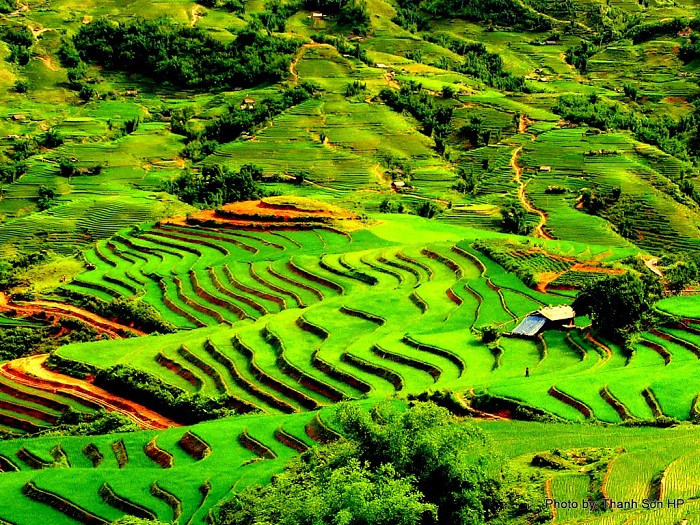 Hình ảnh quen thuộc của Sapa - ruộng bậc thang