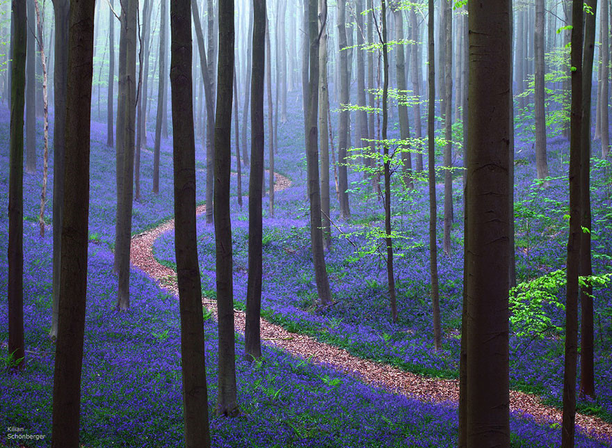 đường hoa trong rừng Hallerbos, Bỉ - con đường lãng mạn nhất thế giới