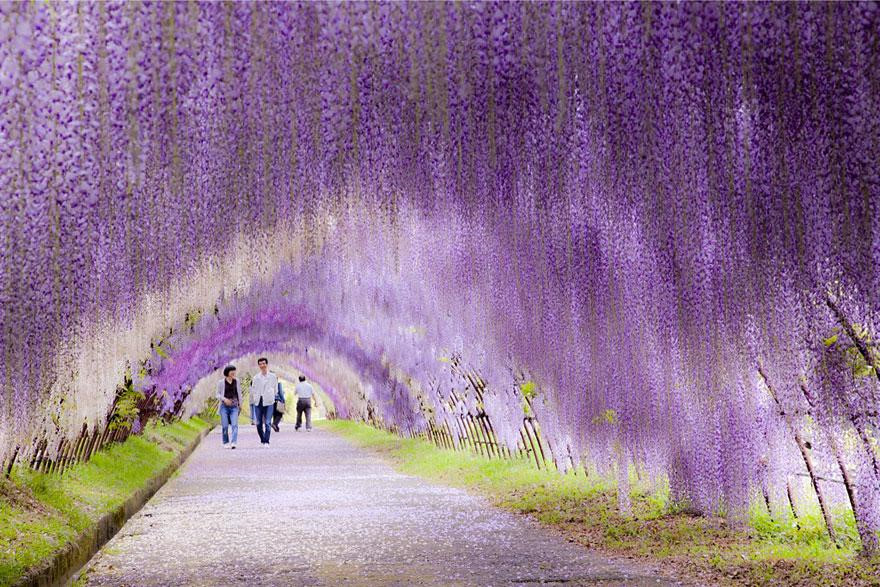 Đường hầm hoa tử đằng nổi tiếng của Nhật Bản khiến du khách không khỏi ngỡ ngàng. 