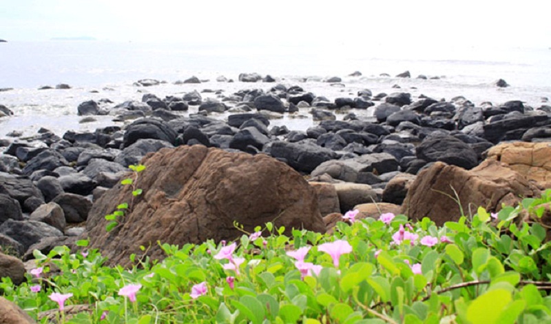 Hoa muống biển điểm tô vẻ đẹp những tảng đá vô tri vô giác ở Gành Yến