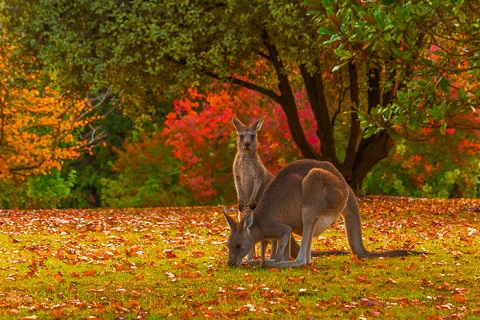 Kangaroo trong vườn thú Cairns, Úc