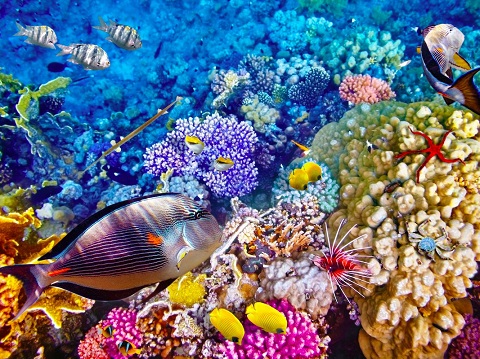 Rạn san hô và quần thể cá nhiệt đới ở Great Barrier, Úc