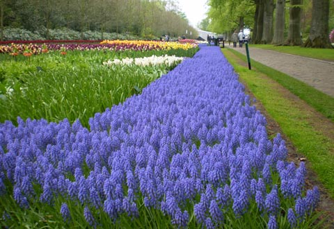 "Ngất lịm" thi&ecirc;n đường hoa Keukenhof