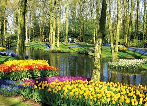 "Ngất lịm" thi&ecirc;n đường hoa Keukenhof