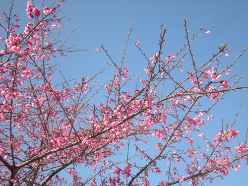 Hoa anh đ&agrave;o rợp sắc giữa bầu trời Sapa