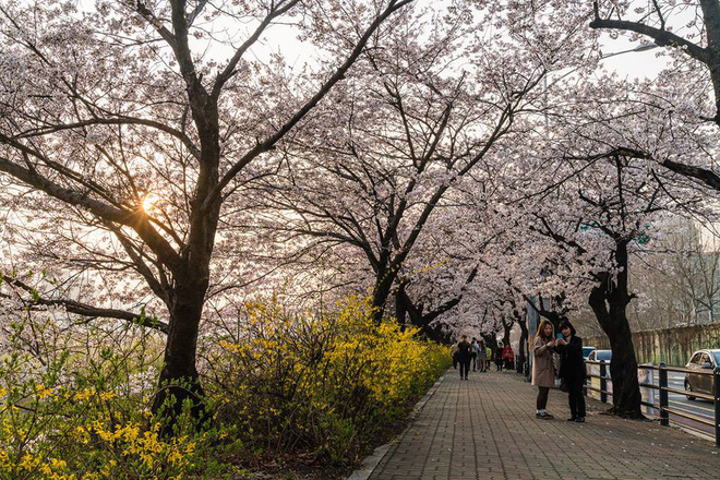 Mùa hoa anh đào ở Seoul